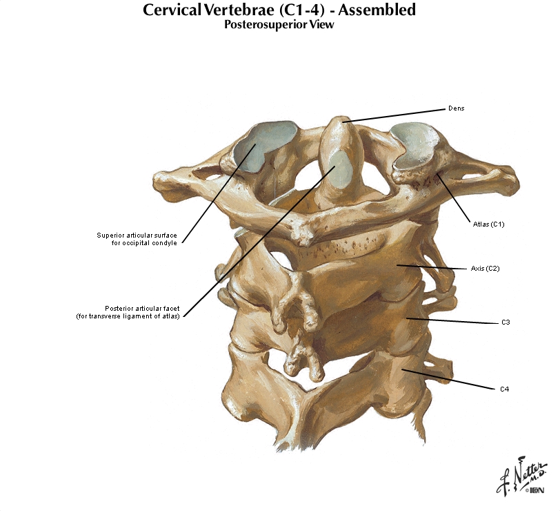 Атлантоосевой сустав анатомия. Заднюю атланто затылочную мембрану прободает нерв. Задняя атлантозатылочная мембрана. Атлантозатылочный сустав мембраны. Атланто окципитальный сустав.